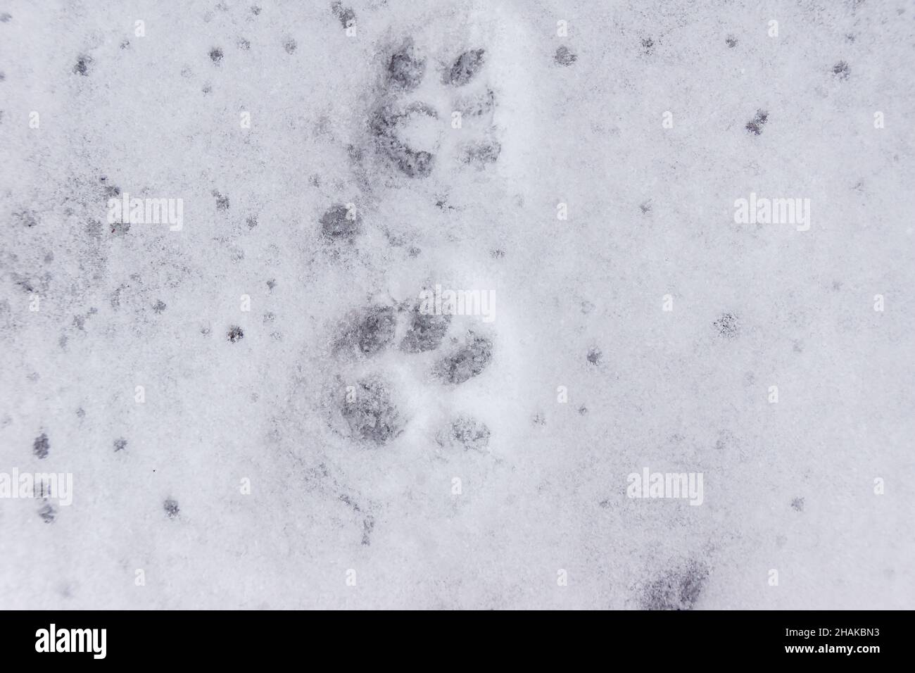 on the freshly fallen snow, cat footprints covered with several snowflakes, selective focus Stock Photo
