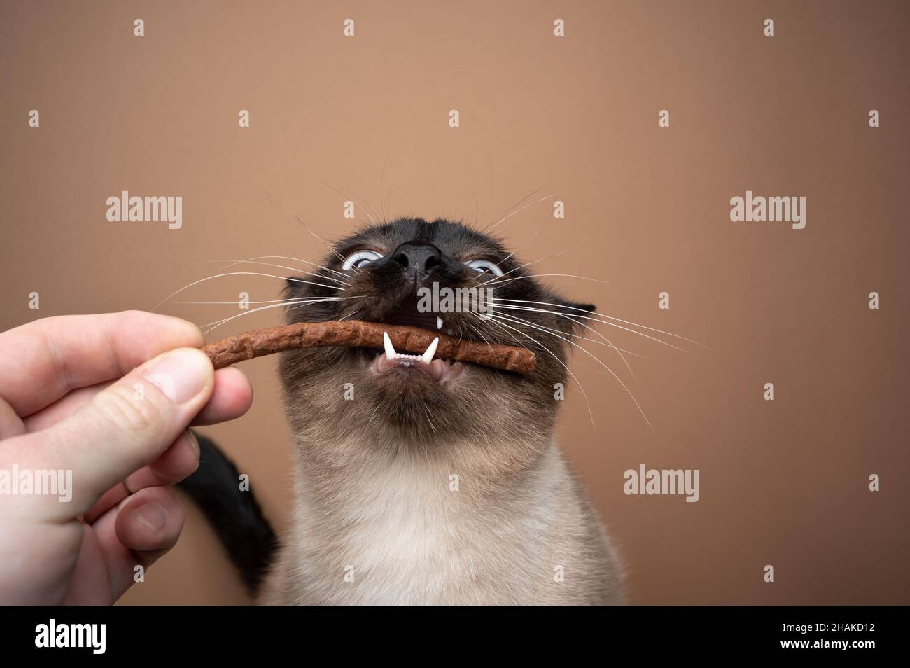 hand feeding siamese cat making funny face eating a treat stick with mouth open on brown