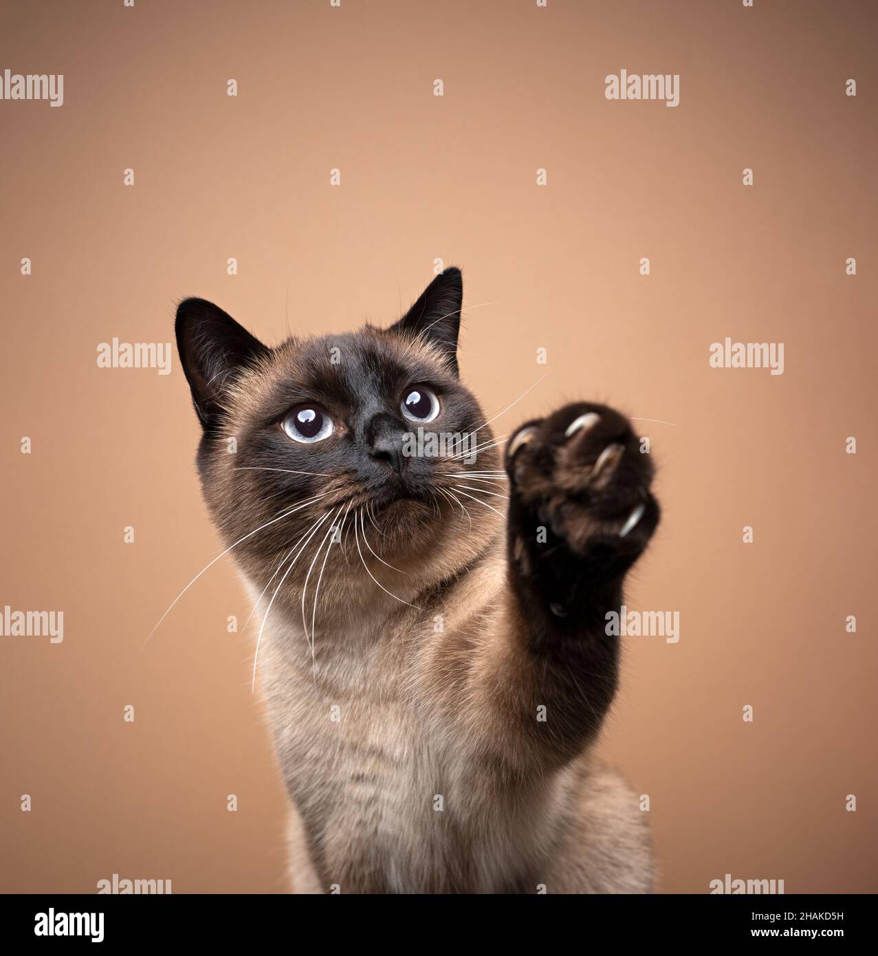 curious seal point siamese cat raising paw showing claws on brown