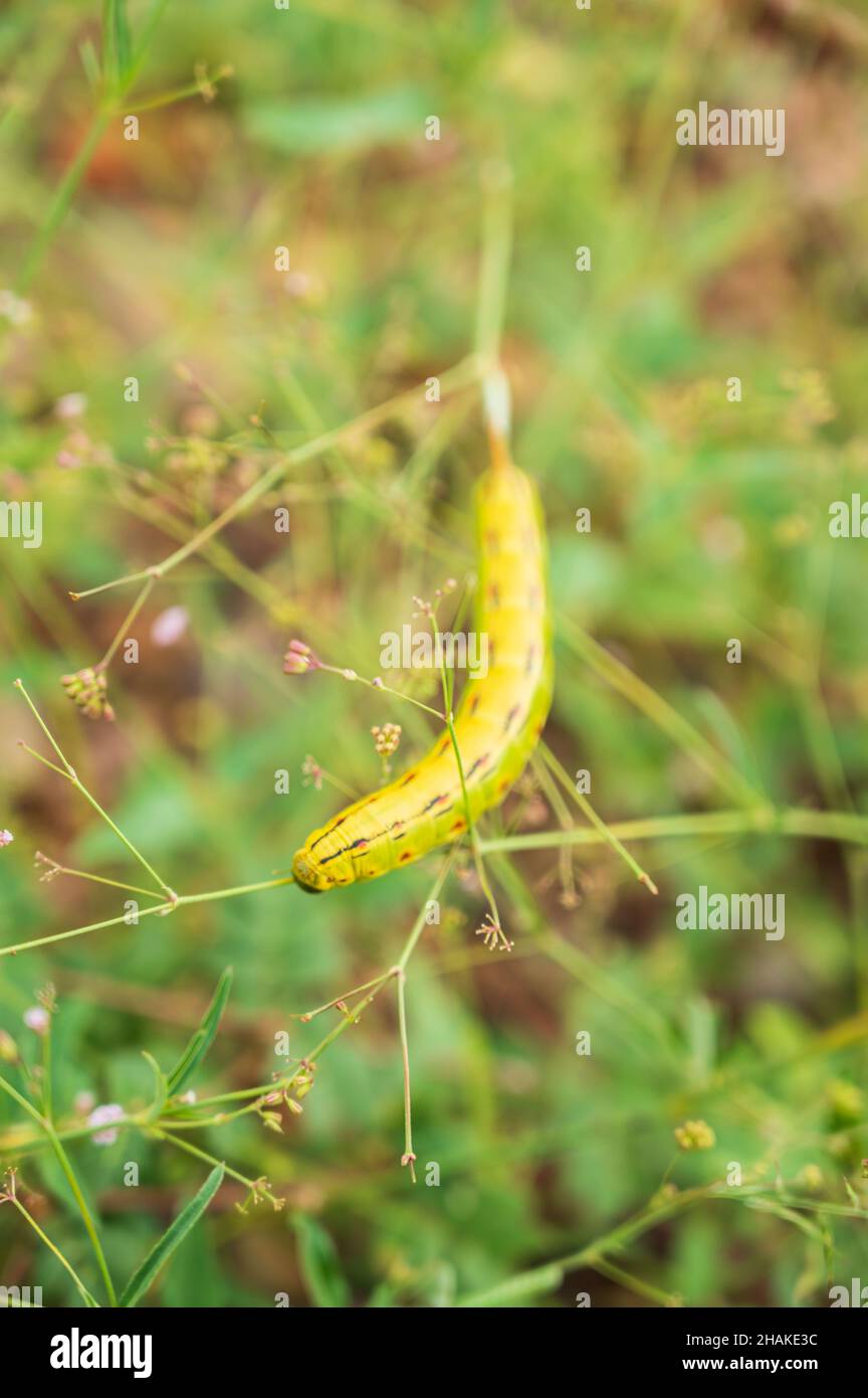 Macro shot of white lined sphinx moth caterpillar on vegetation Stock ...