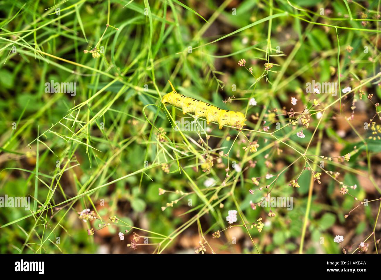 Sphinx moth caterpillar hi-res stock photography and images - Alamy