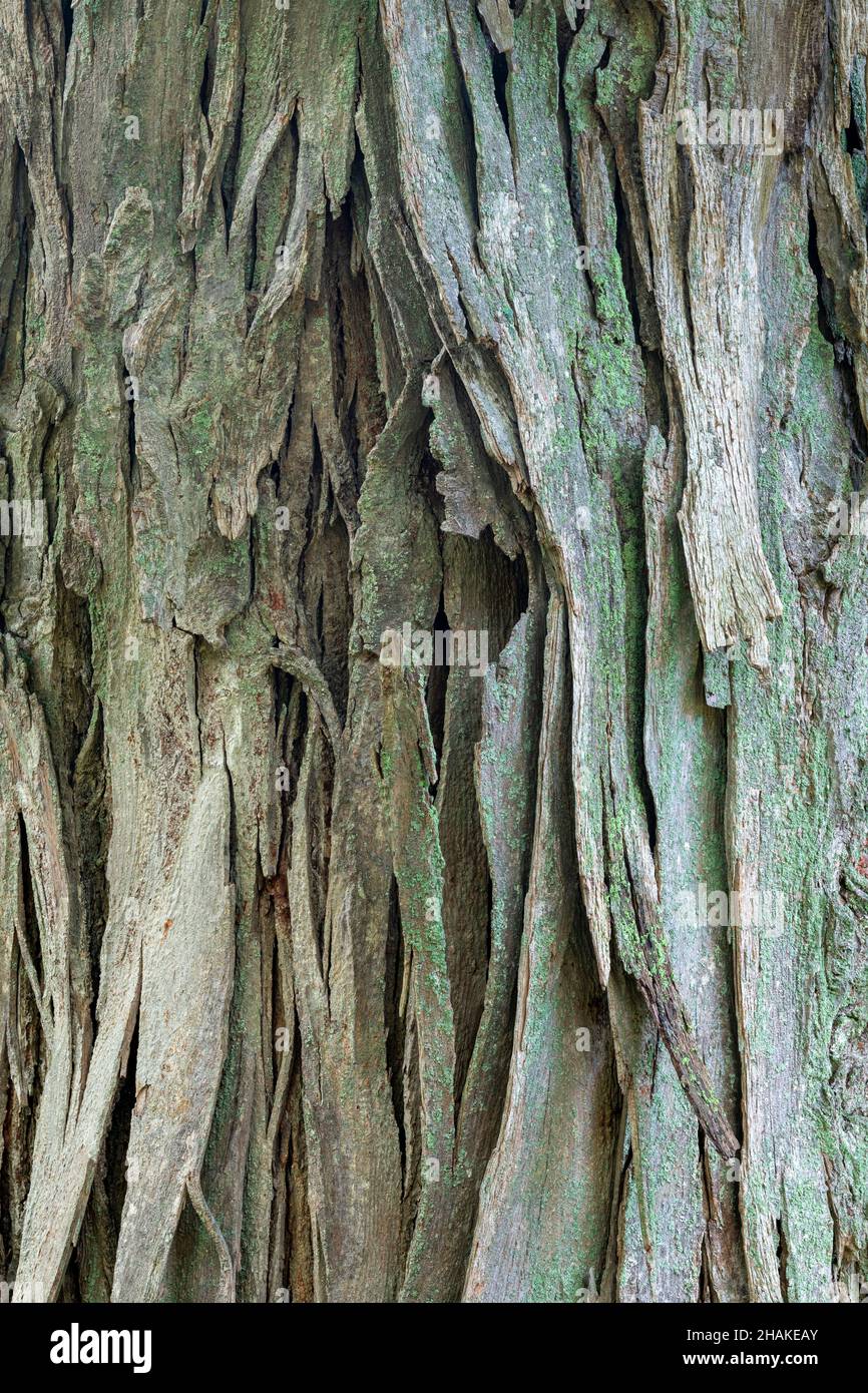 Shagbark hickory (Carya ovata), native tree, Eastern United States, by Dominique Braud/Dembinsky Photo Assoc Stock Photo