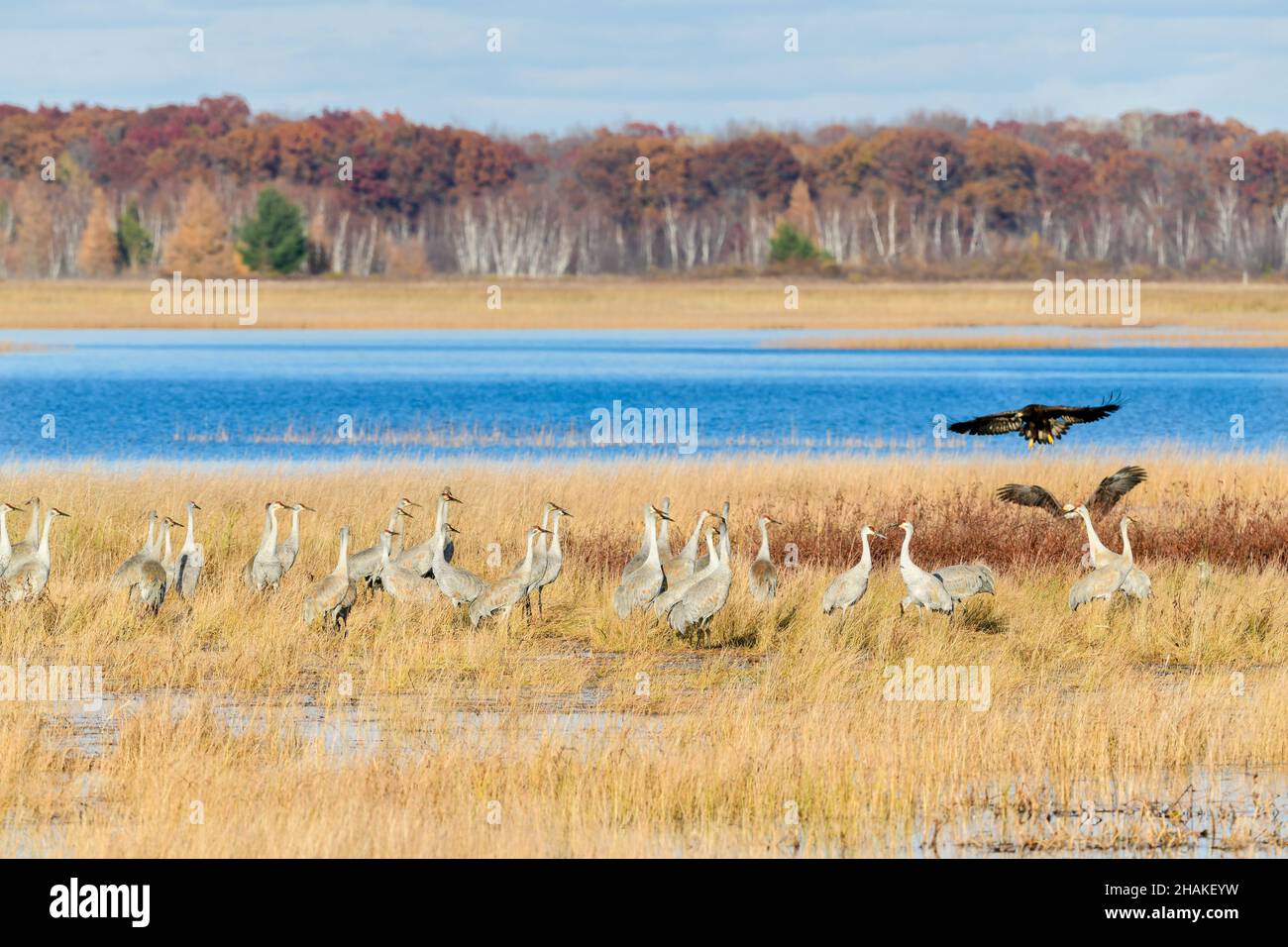Sandhill Cranes (Grus canadensis), and pair of American Bald Eagles, migration, Autumn, Wisconsin, USA, by Dominique Braud/Dembinsky Photo Assoc Stock Photo