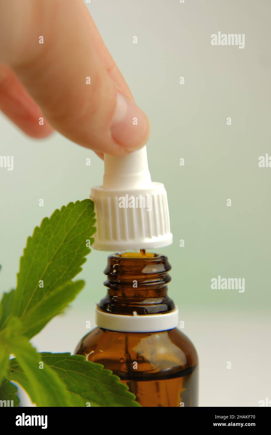 Stevia rebaudiana. liquid stevia extract in glass bottle and pipette in hand, fresh stevia sprig