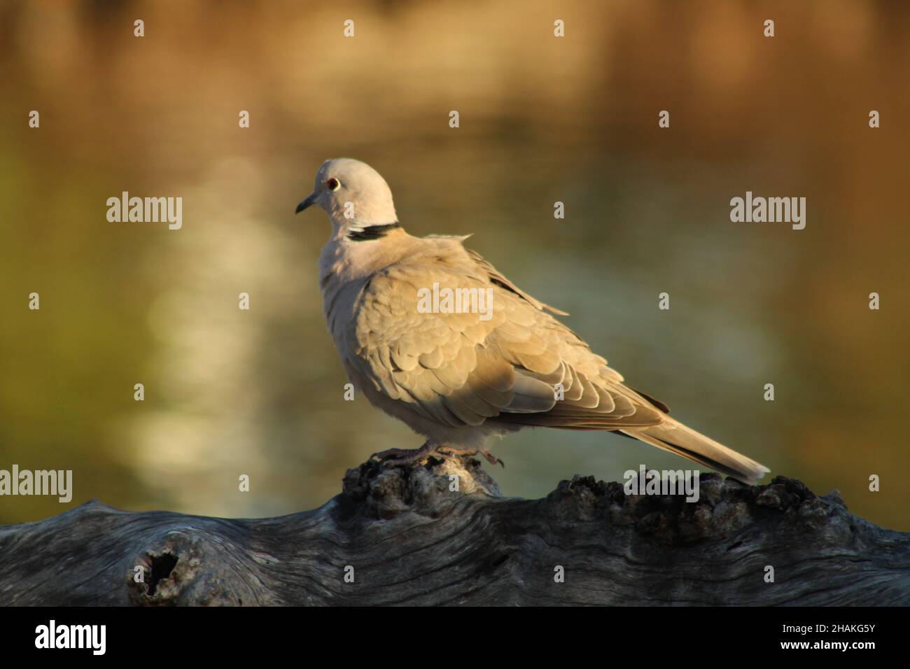 A dove sitting on a dead tree background with the reflection of the sunrise on the water in the background, Key West FL Stock Photo