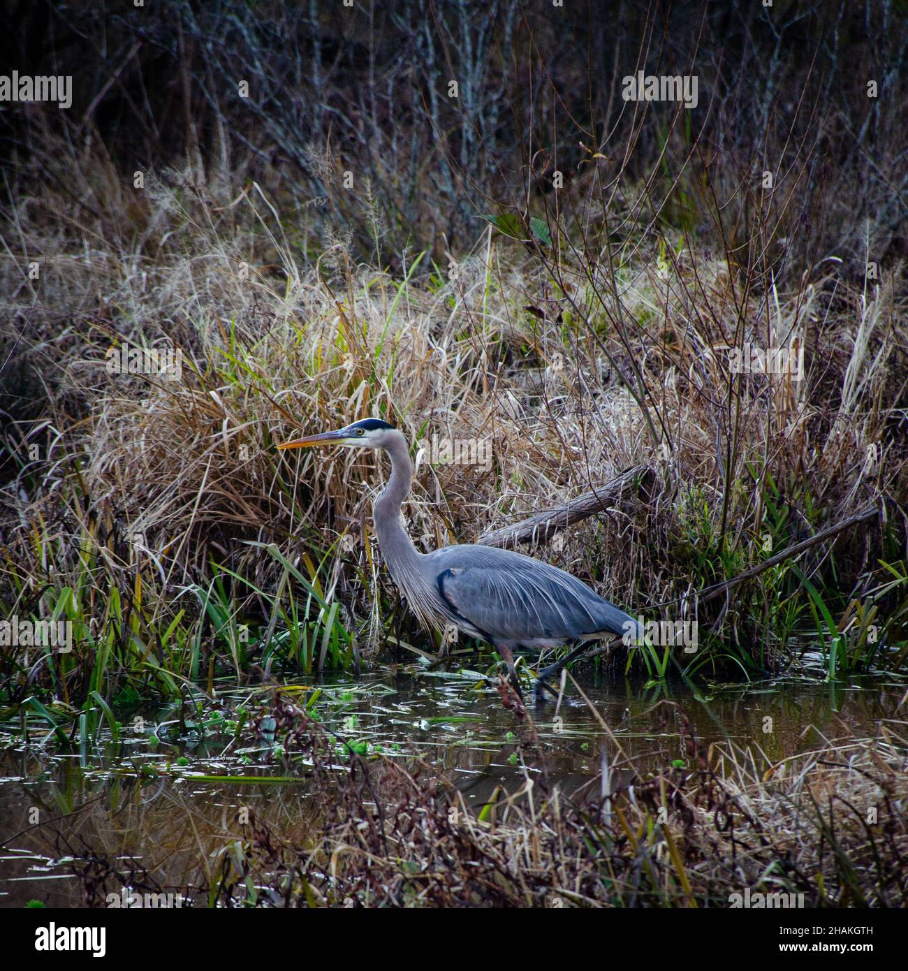 Wildlife in the wetlands Stock Photo Alamy