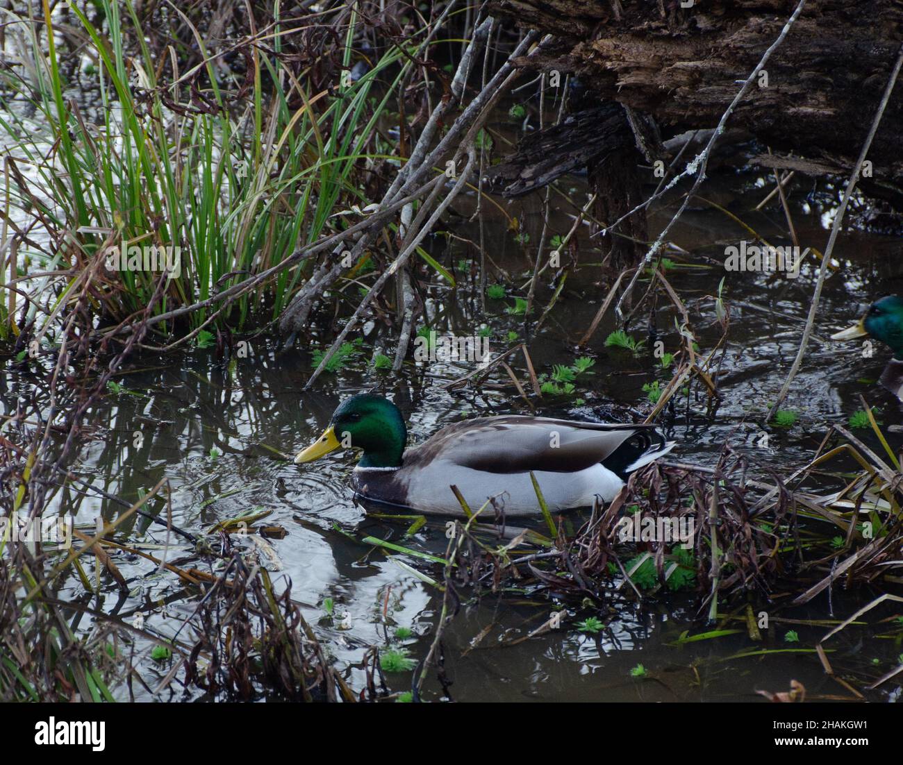 Wildlife in the wetlands Stock Photo Alamy