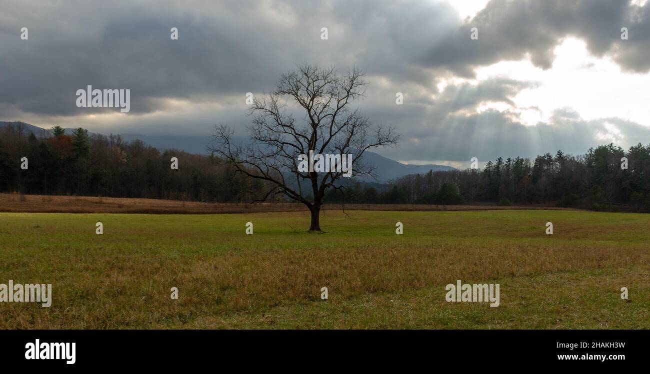 Lone tree in a field Stock Photo - Alamy
