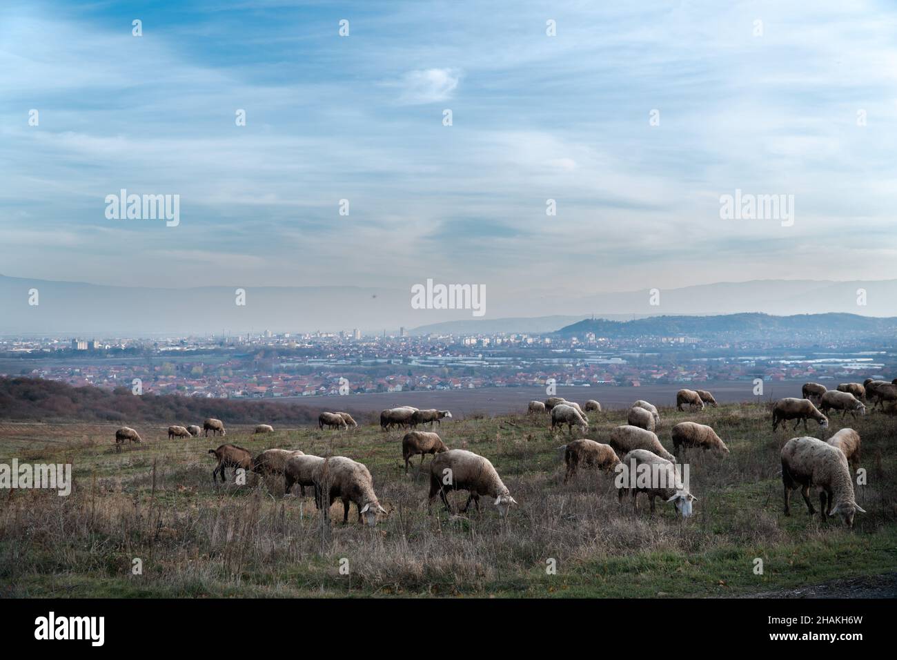 Herd of sheep grazing in the mountains Stock Photo - Alamy