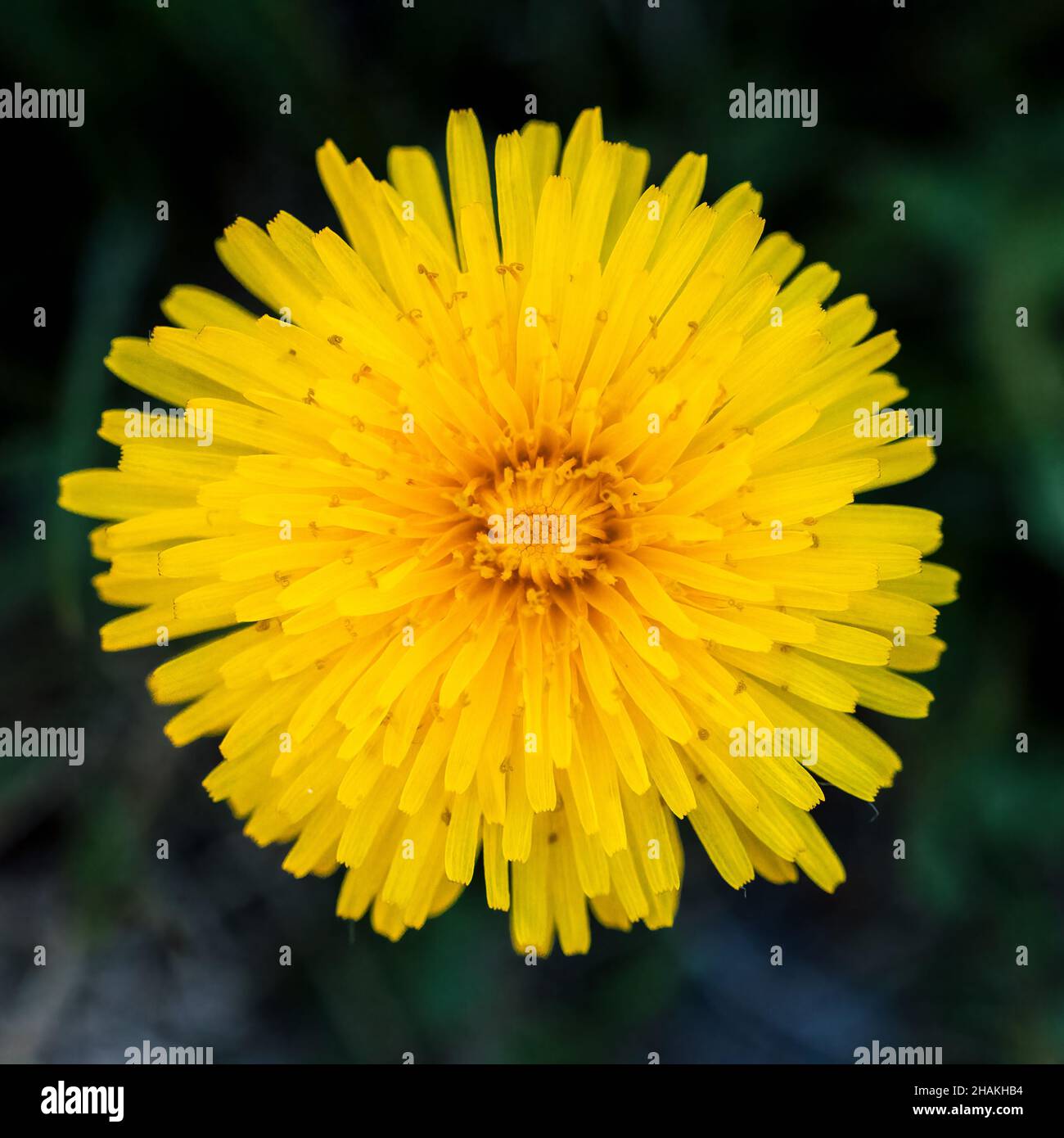 Closeup shot of a blooming beautiful yellow chrysanthemum spider flower Stock Photo