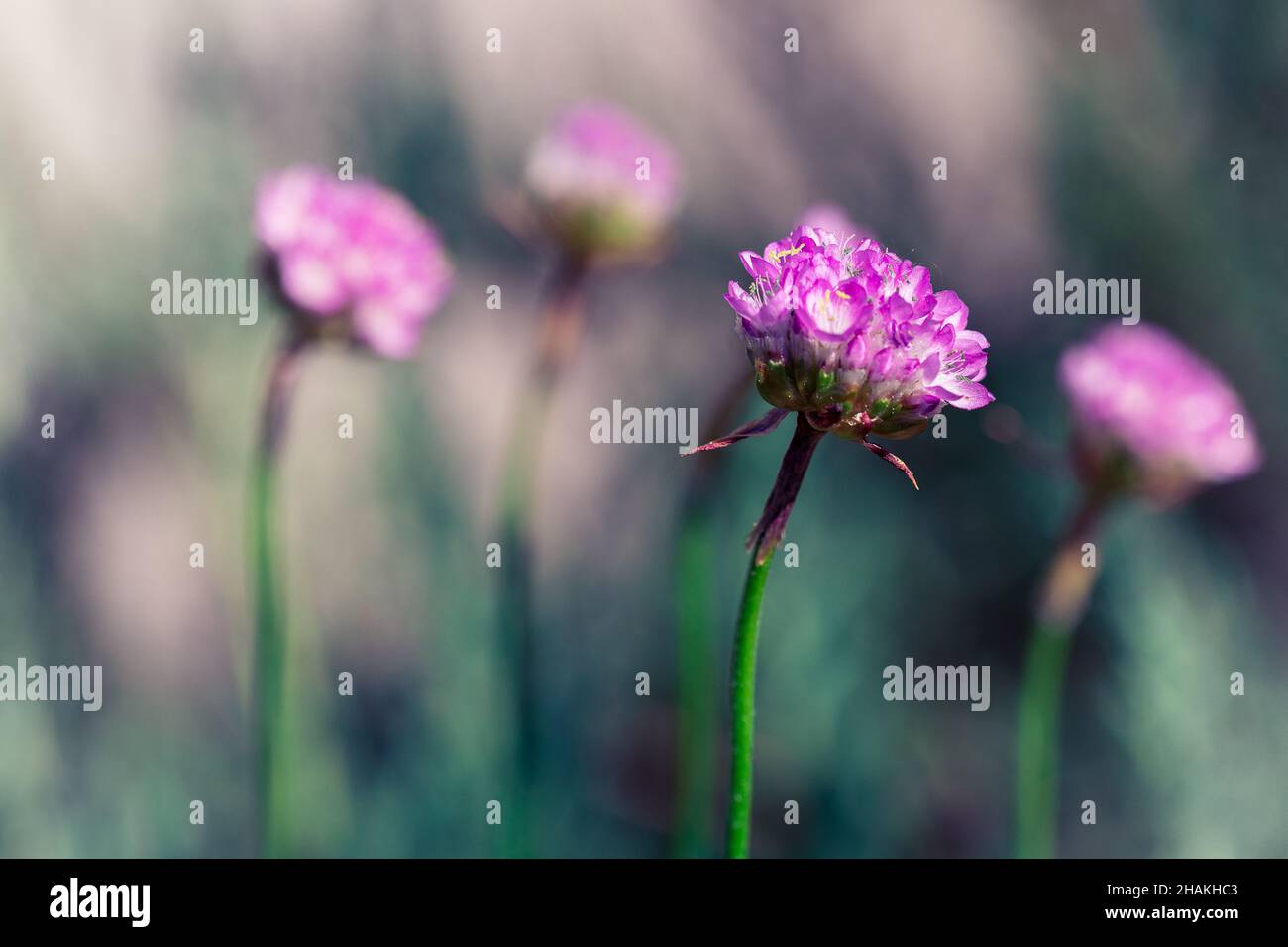 Selective focus of pink Armeria Vulgaris  flowers blooming in the field Stock Photo