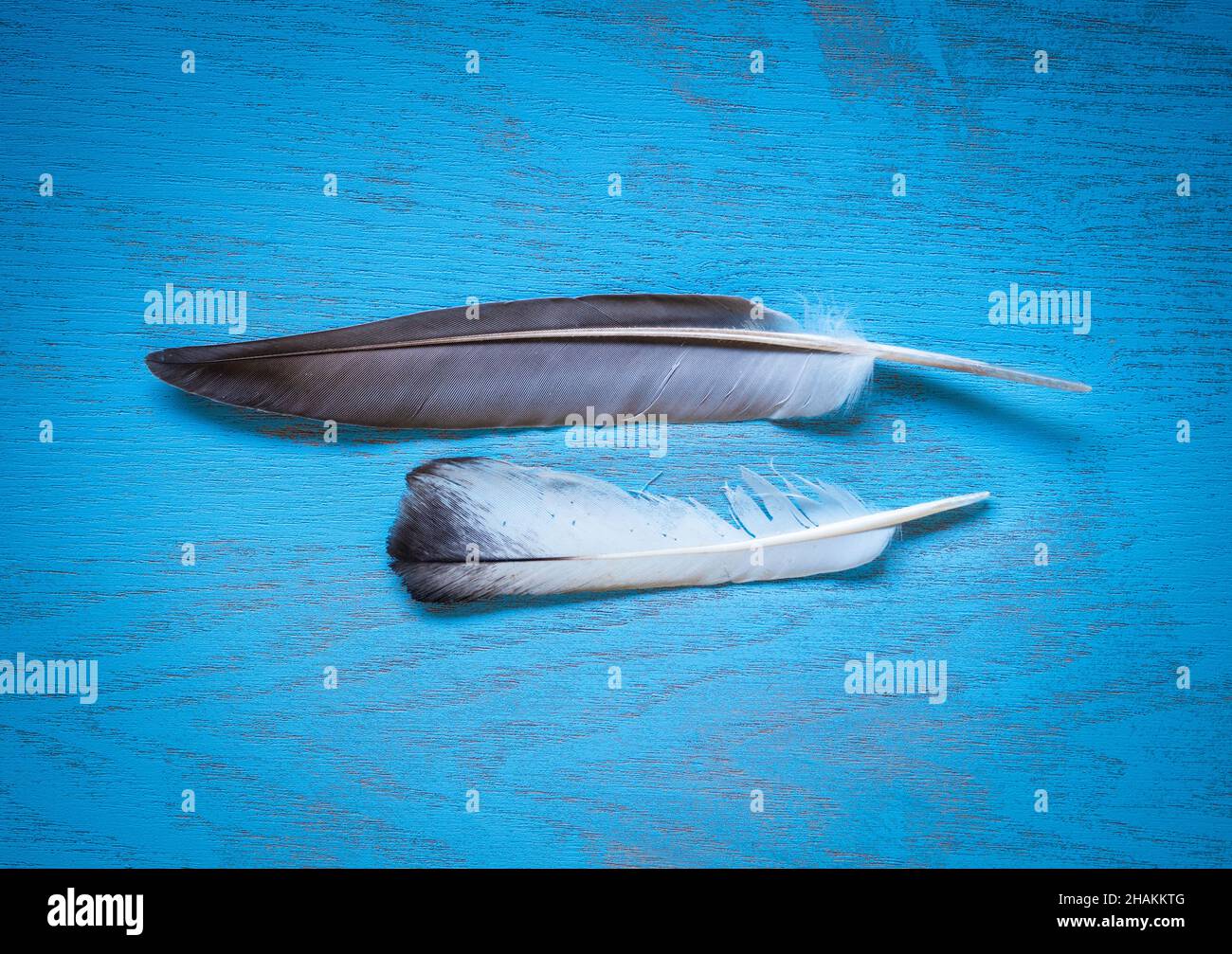 Set of different feathers on colour background Stock Photo - Alamy