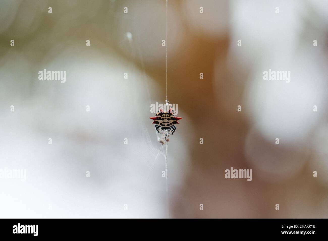 Shallow focus shot of a beautiful small spider on its web Stock Photo ...