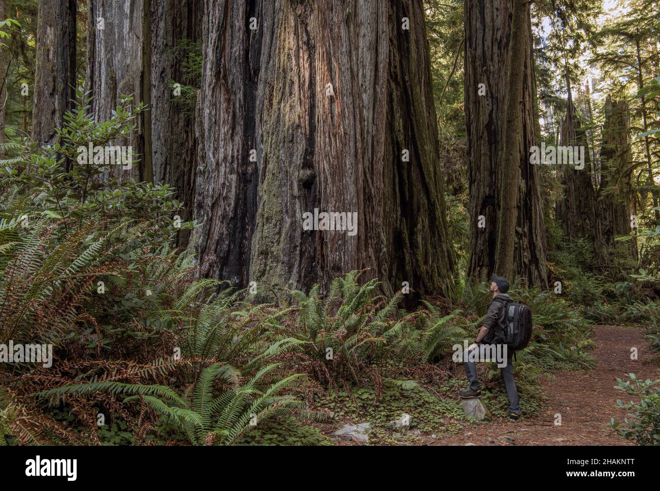 From Redwood Forests to Golden Coast: Exploring the Vibrant Tribes of Northern California