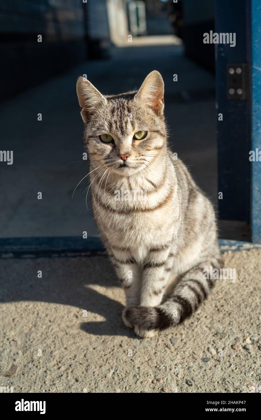 Cute and adorable cat outdoor. Stock Photo