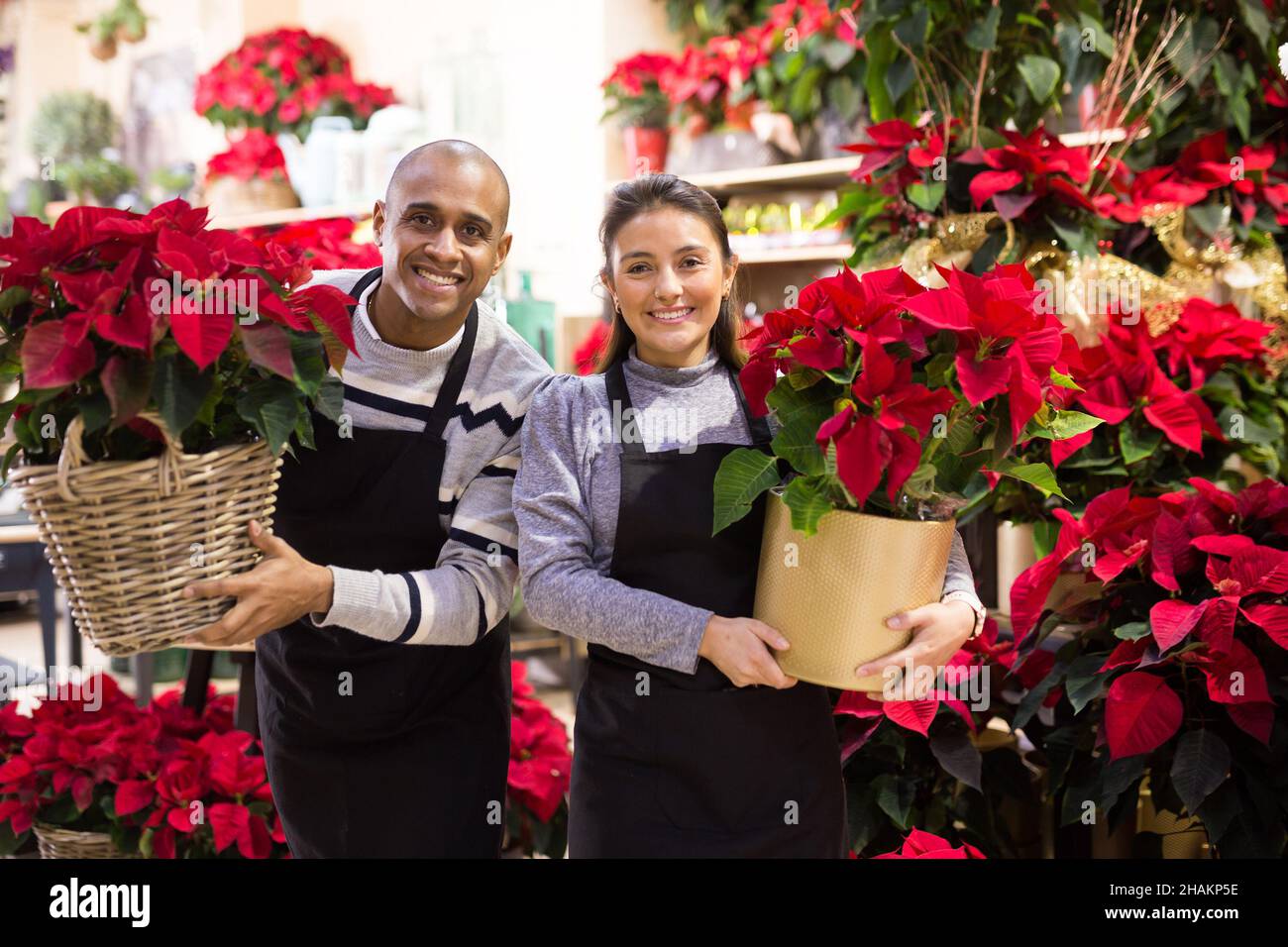 Positive flower shop workers with pots of flowers Poinsettias