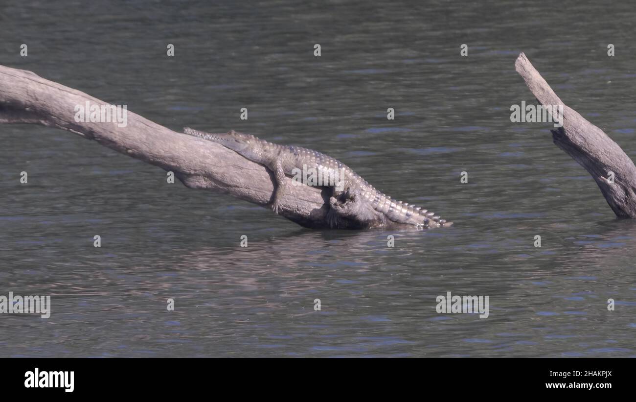 a freshwater crocodile on a log at katherine gorge Stock Photo