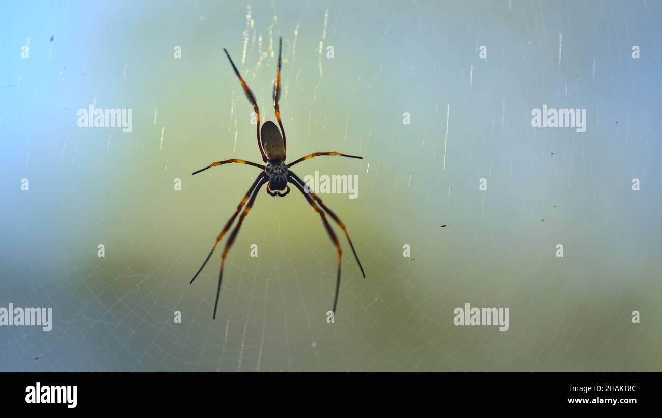 Orb weaving spider in it's web waiting for prey Stock Photo