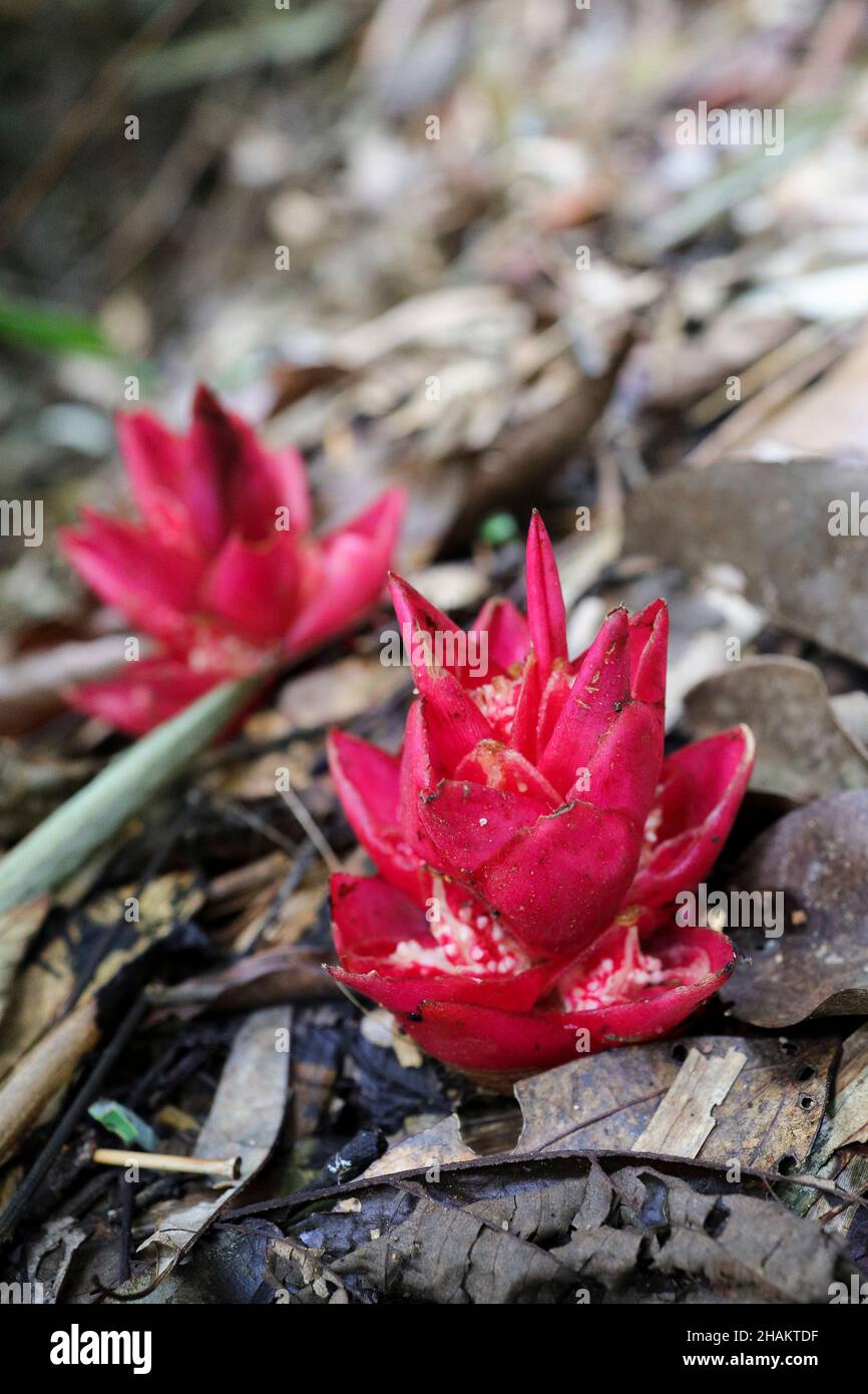 Wild ginger flower in the Zingiberaceae family growing from a forest floor. Stock Photo