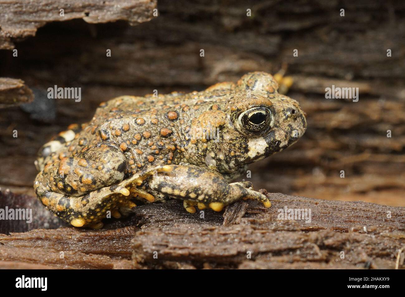 Closeup on a brassy colored juvenile of the Western toad, Anaxyrus boreas sitting on wood in North California Stock Photo