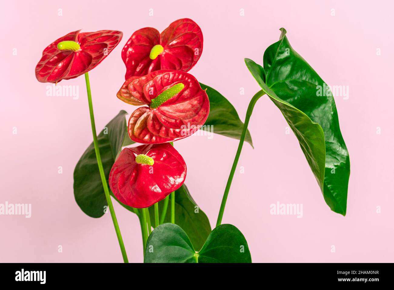 House plant Anthurium in white flowerpot isolated on white table and pink background Anthurium is heart - shaped flower Flamingo flowers or Anthurium Stock Photo