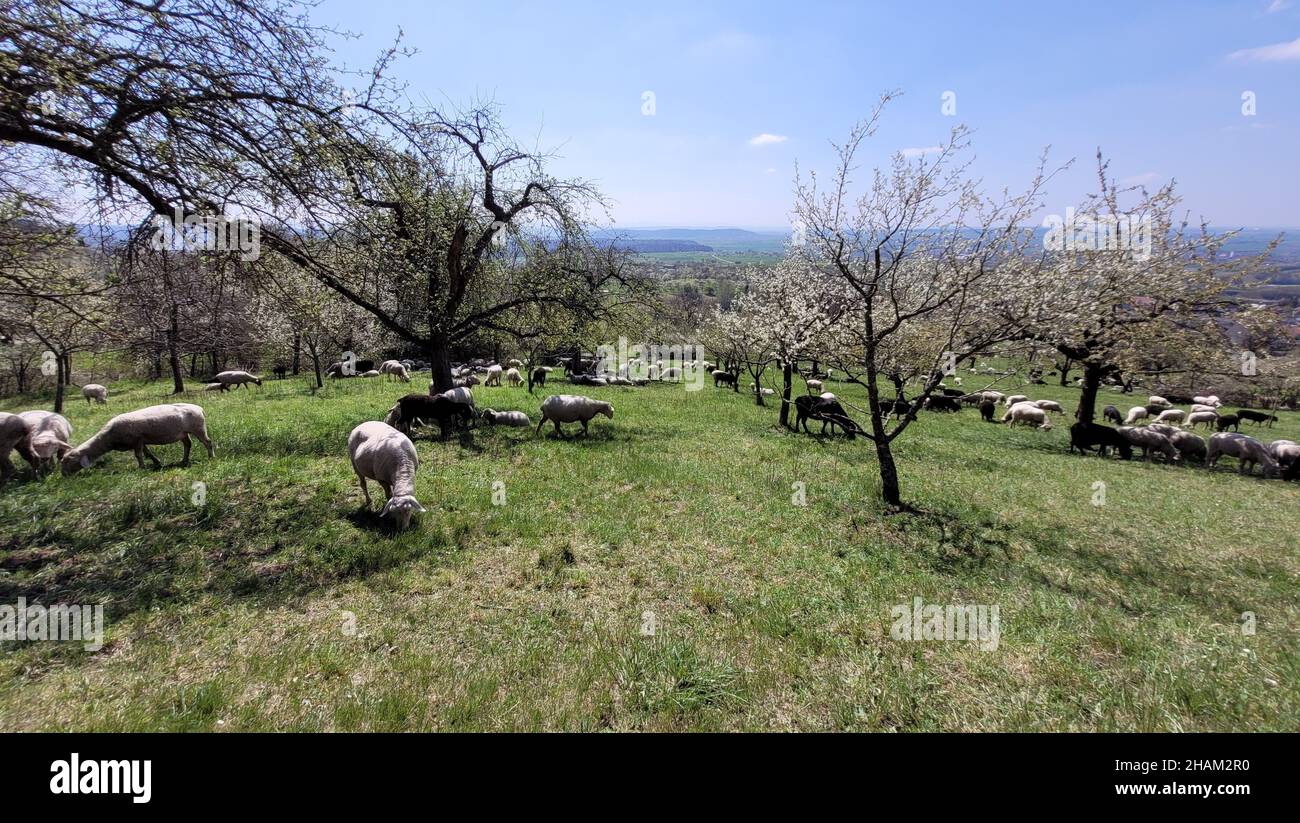 Beautiful view of a herd of sheep on green pasture Stock Photo - Alamy