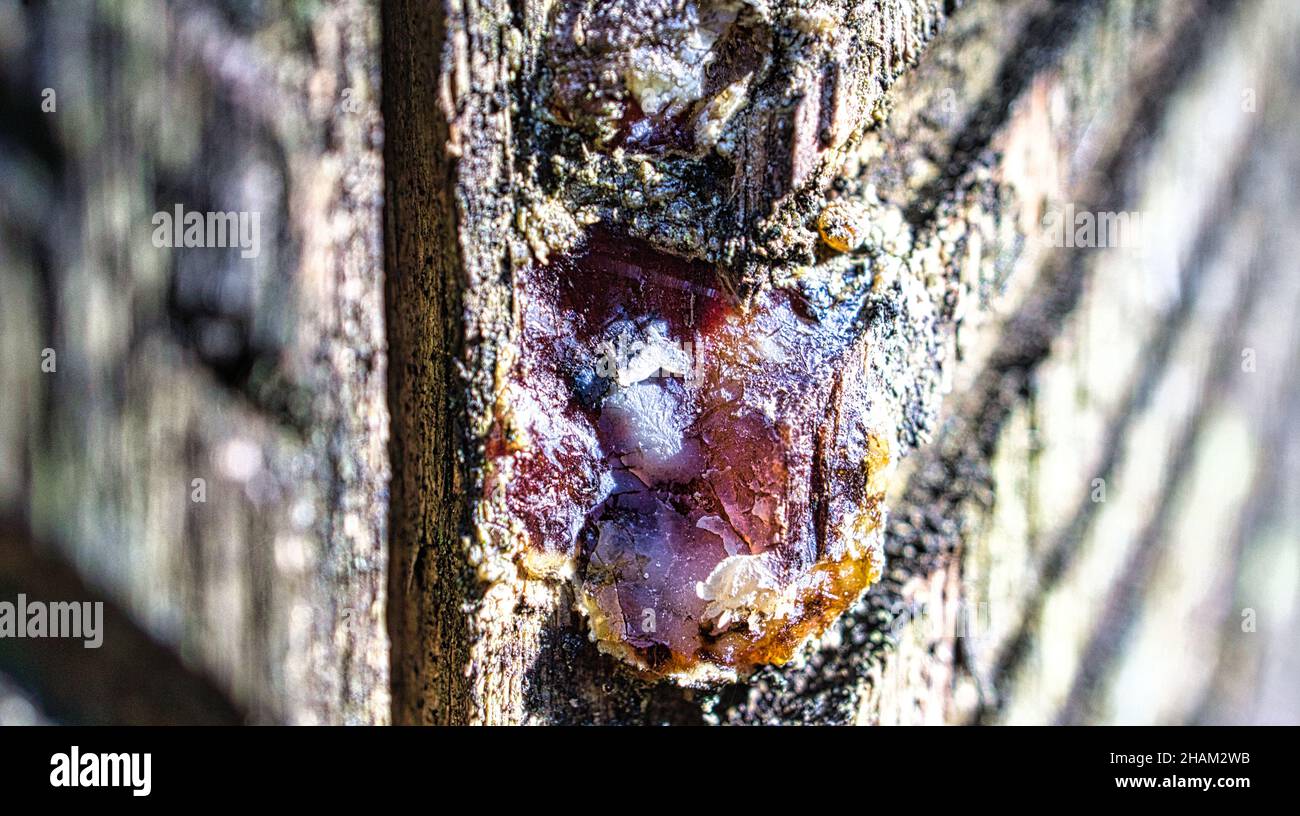 Tree resin harvested from a pine tree. Grooves were carved into the