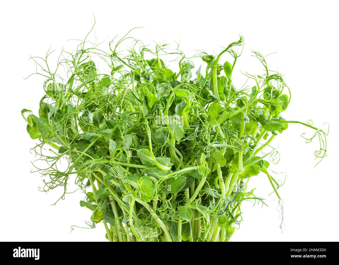 Fresh microgreens of pea isolated on white background Stock Photo
