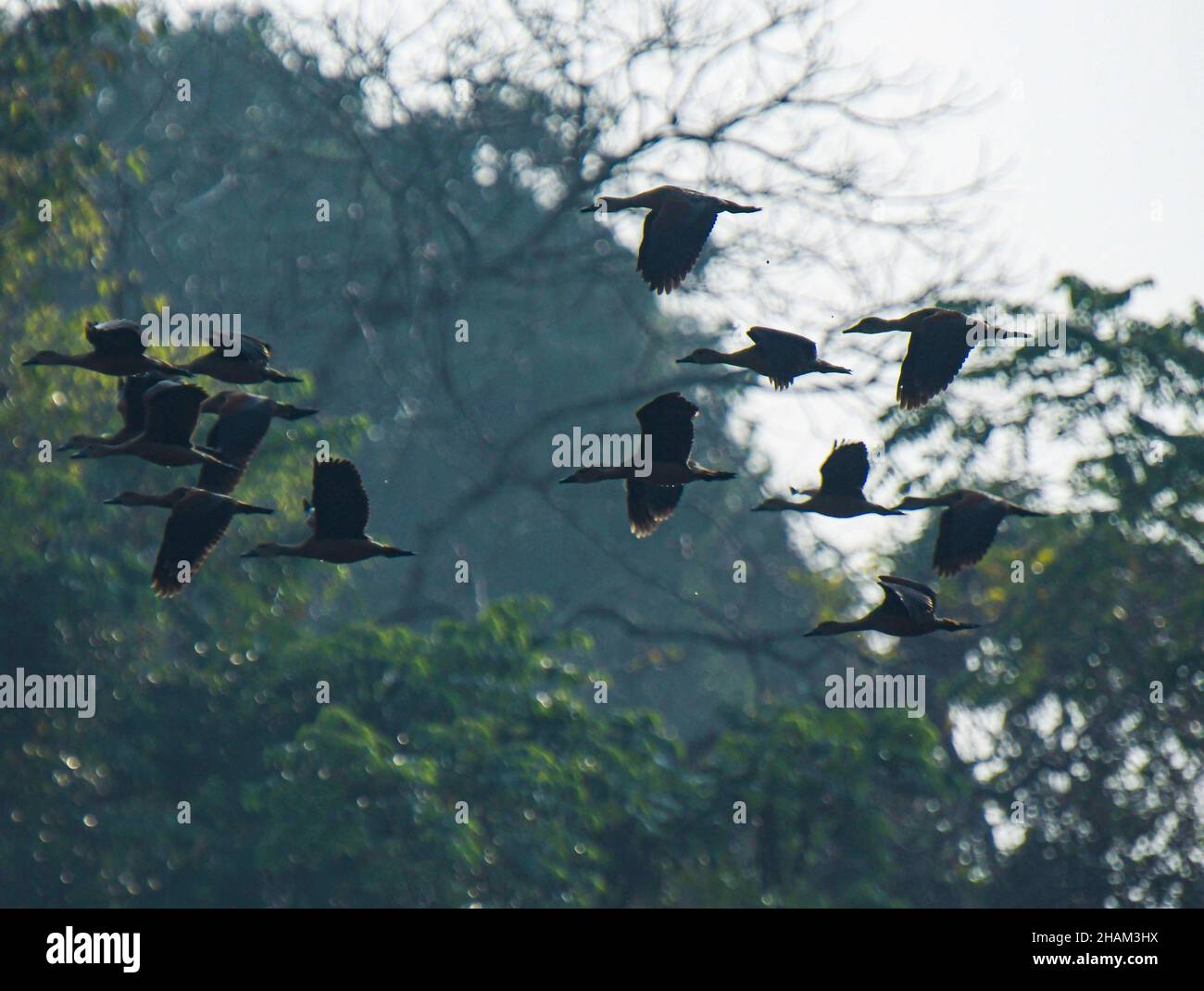 Migrating Siberian birds flying in the skies of Agartala, Tripura ...