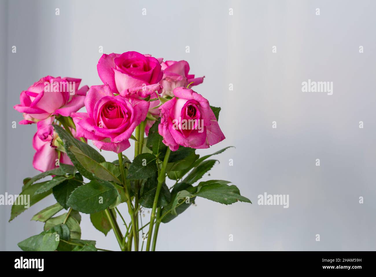 Small bouquet of pink rose Stock Photo