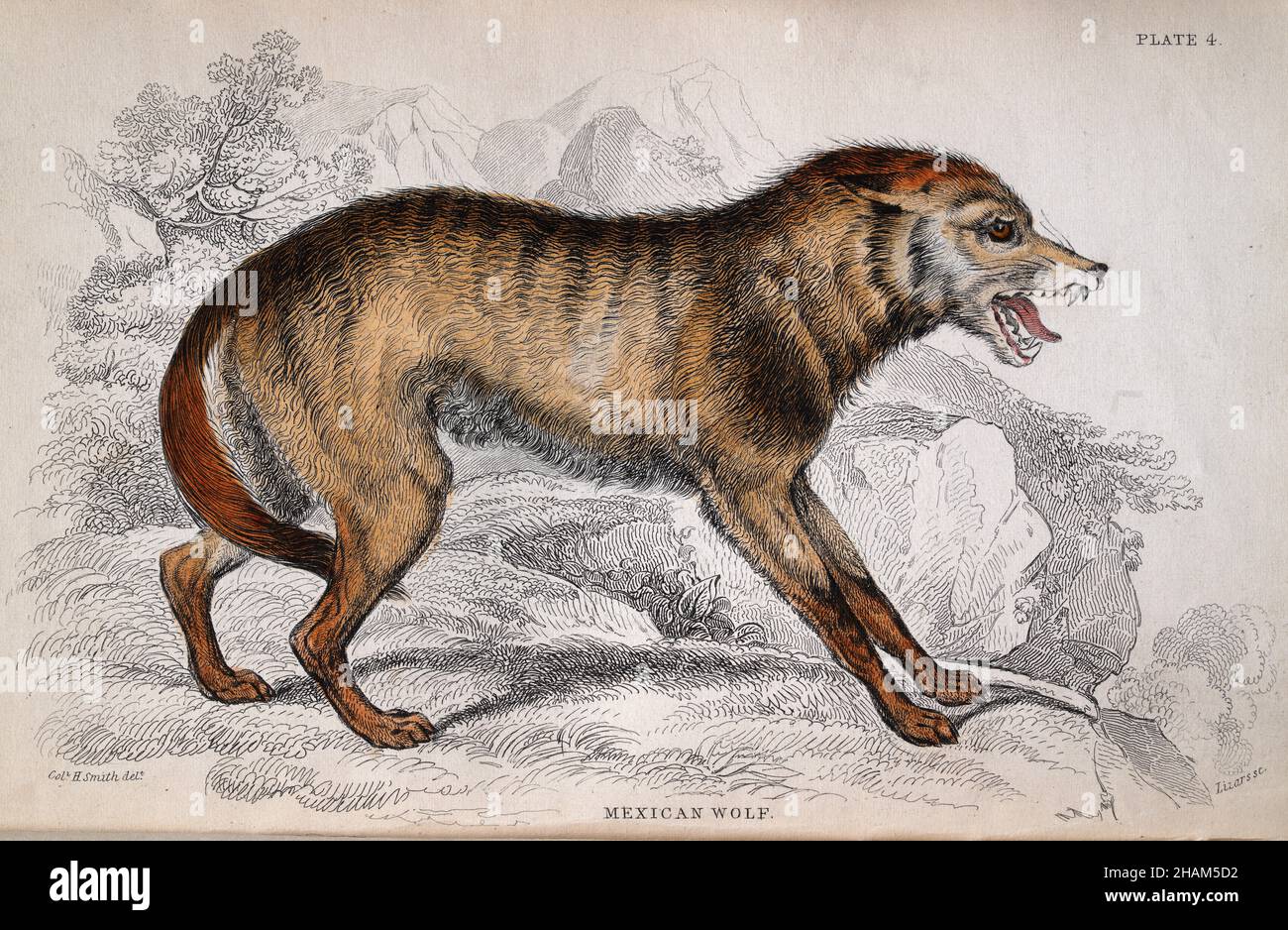 Vintage illustration of a Mexican wolf, Canis lupus baileyi, or lobo a subspecies of gray wolf