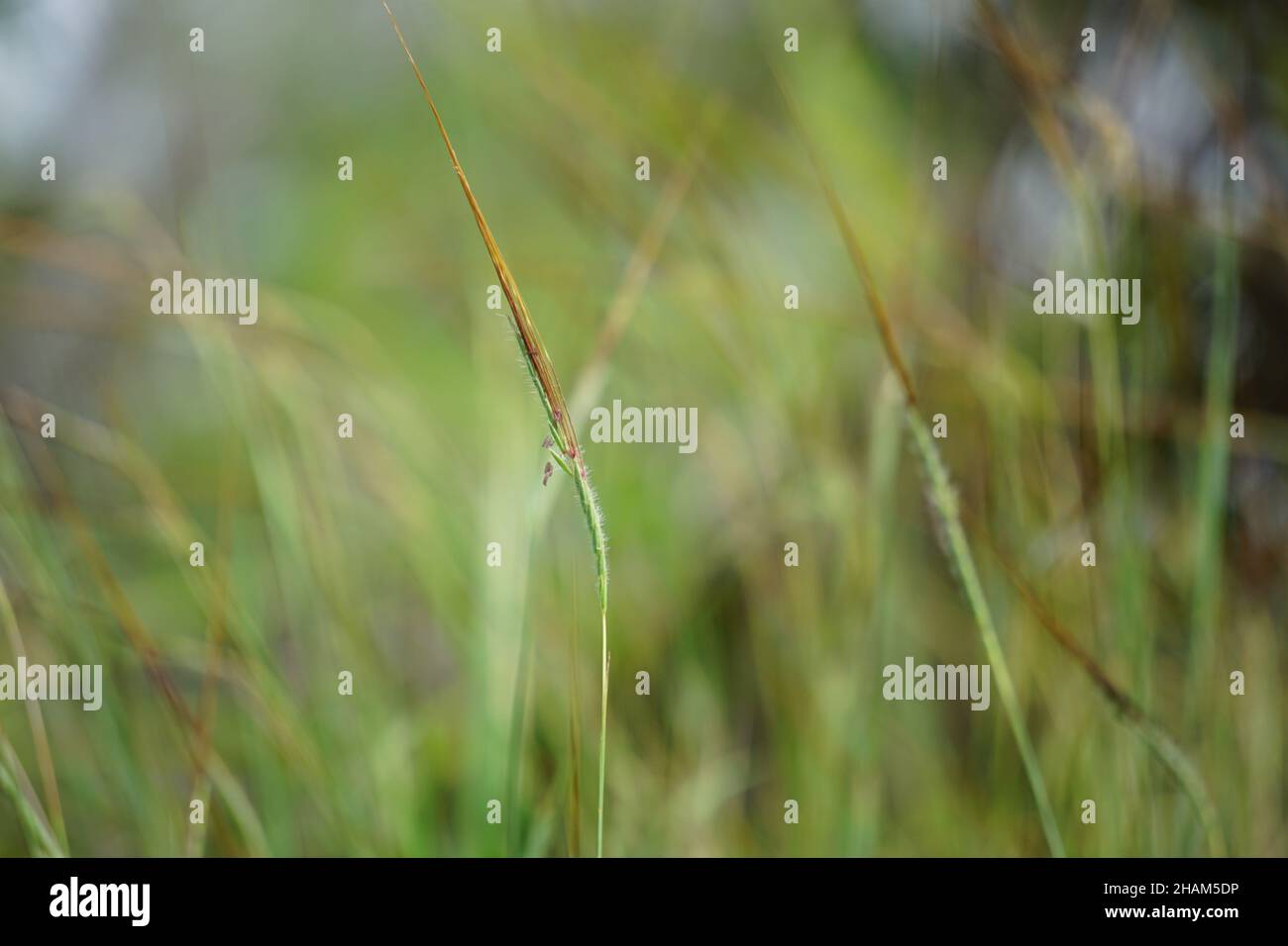 Nassella neesiana (also called Chilean needle grass, Chilean needlegrass, Chilean speargrass, spear grass, Uruguayan tussockgrass) on nature. Stock Photo