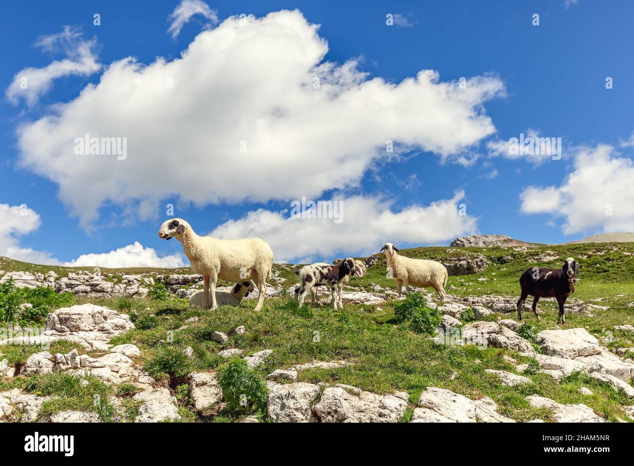 A group of adult and young sheep on a pasture in the Italian Dolomites Stock Photo