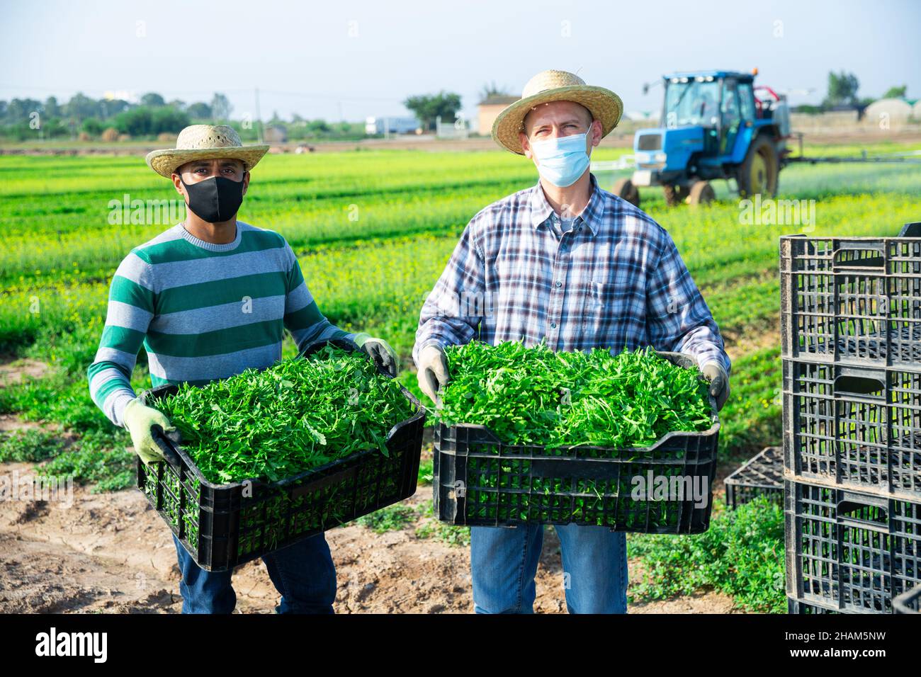 Two farmers in protective masks showing rich harvest of green arugula on field Stock Photo