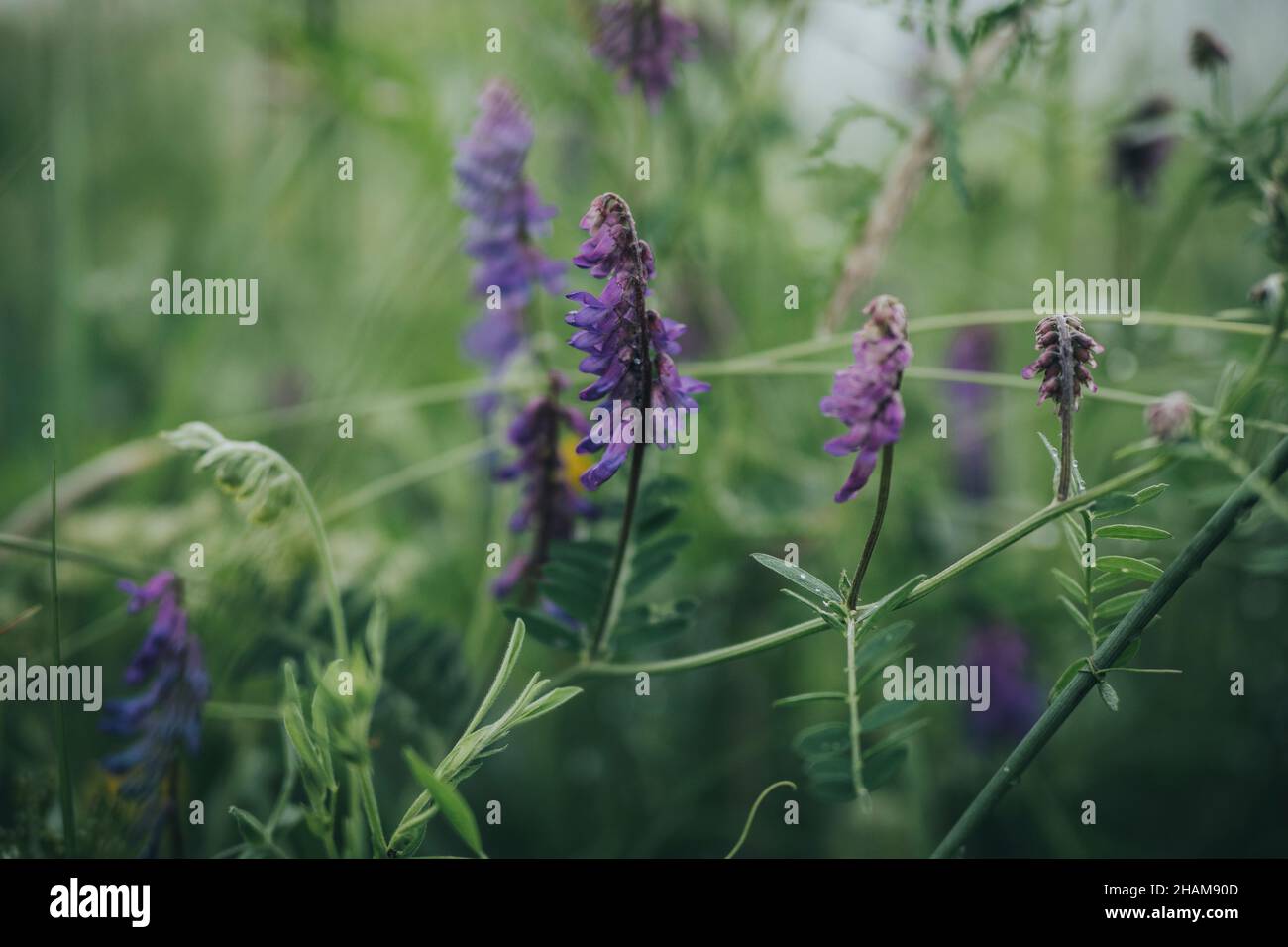 Purple wildflowers hi-res stock photography and images - Alamy