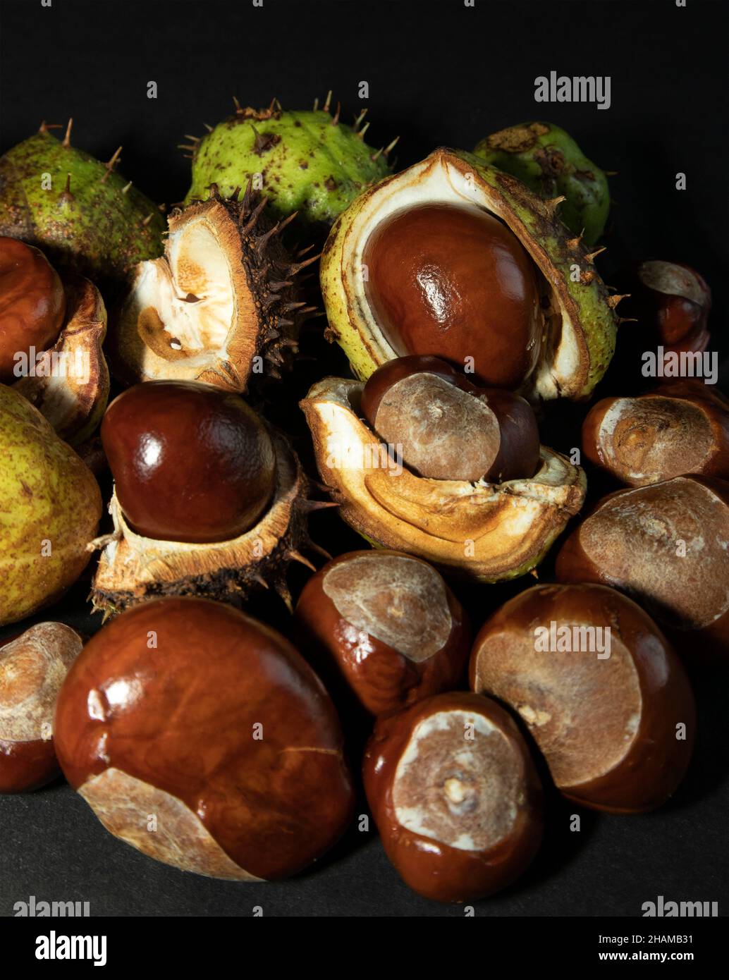 Conkers are the seeds of the Horsechestnut tree and are produced in