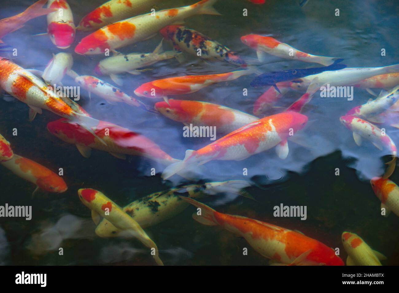 Japan Koi fish or Fancy Carp under water in garden pond. An important element of Feng Shui in Japanese culture. Photo with blur in motion. Stock Photo