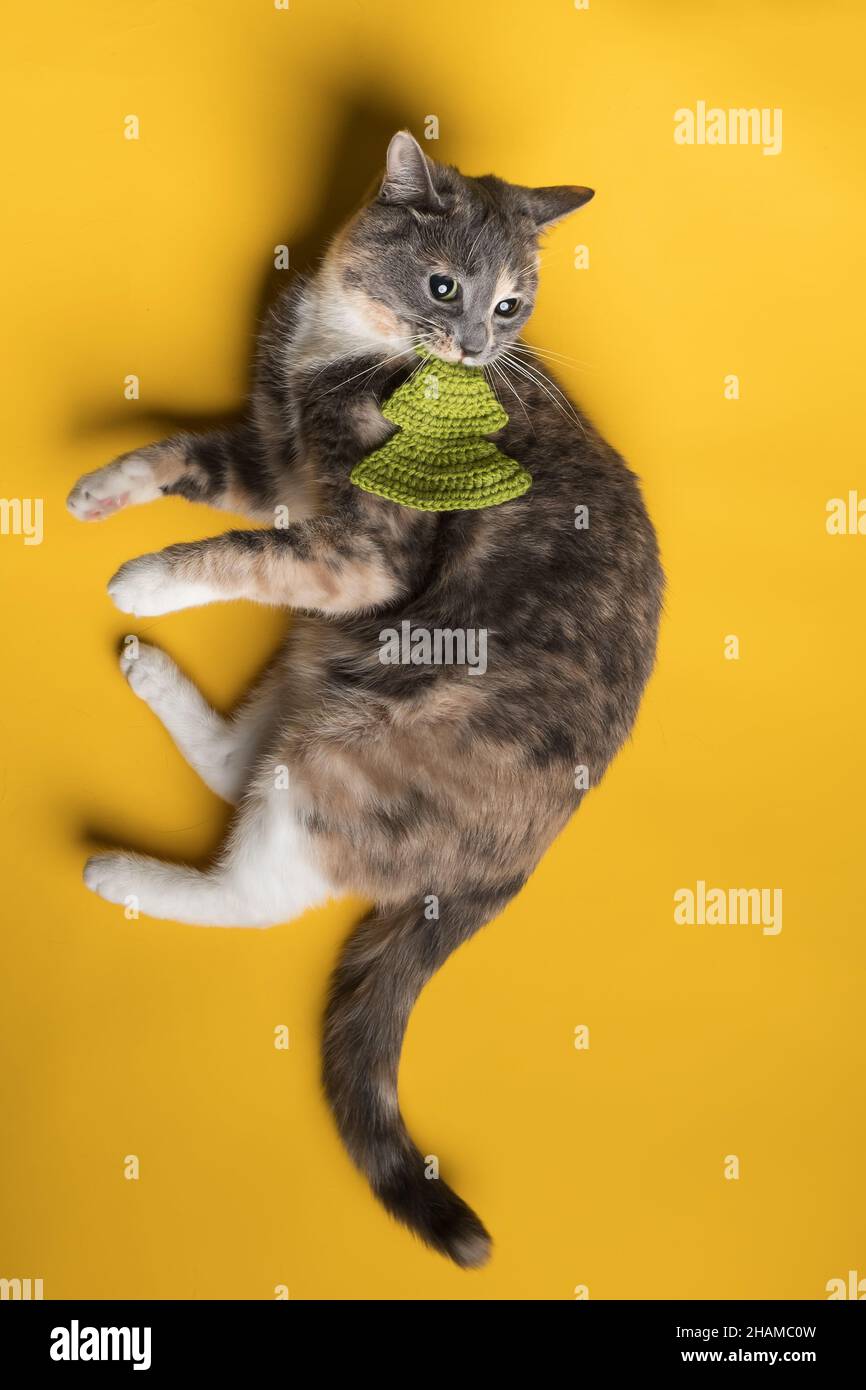 Mischievous cat bites its knitted toy, a Christmas tree, lying on a yellow background. Pets lifestyle and entertainment. Top view.  Stock Photo