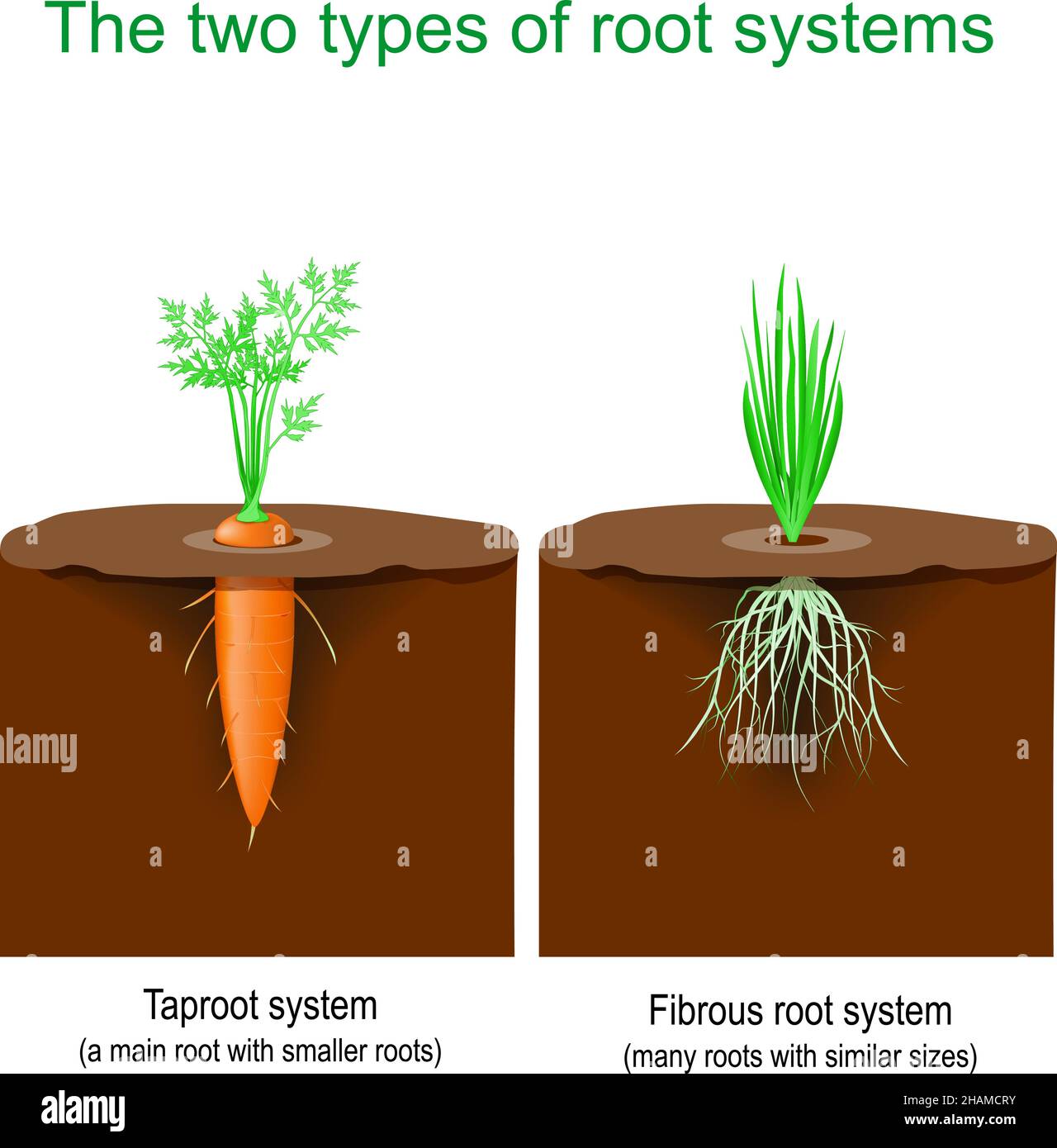 The two types of root systems. Carrots have a Taproot system with a main root with smaller roots. Grass have a Fibrous system, many roots with similar Stock Vector