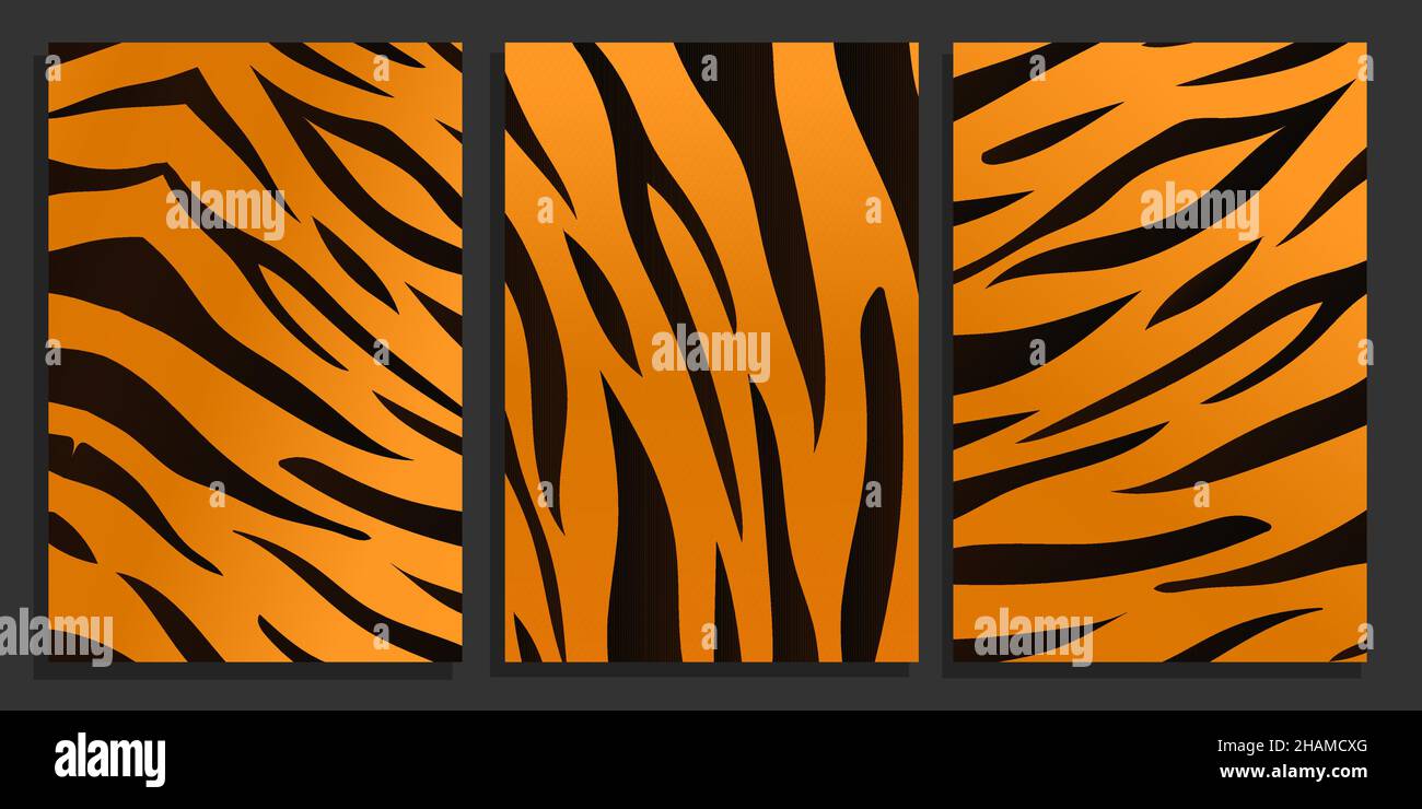 Tiger skin texture background set. Tigers black and orange stripes fur