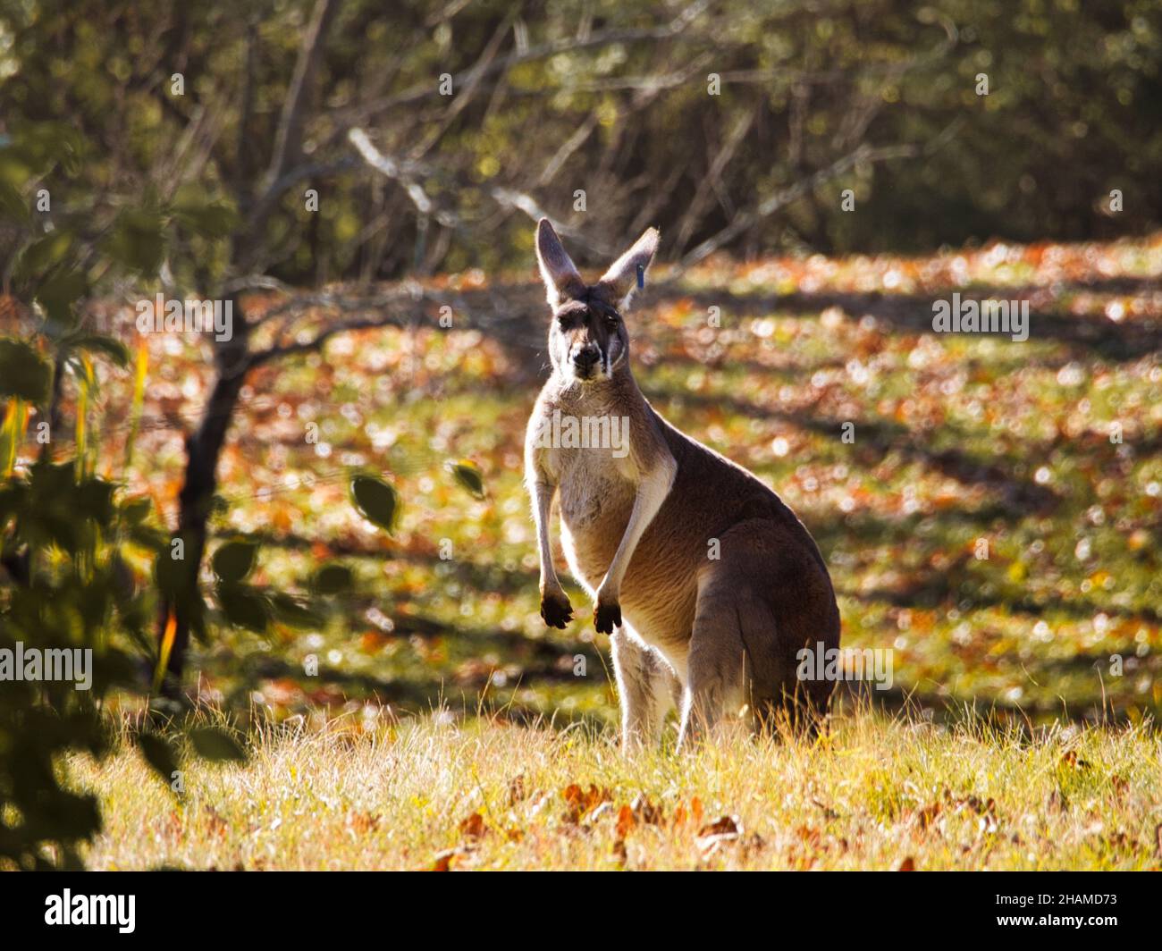 Kangaroo standing in the zoo. Kansas, Missouri, USA Stock Photo Alamy