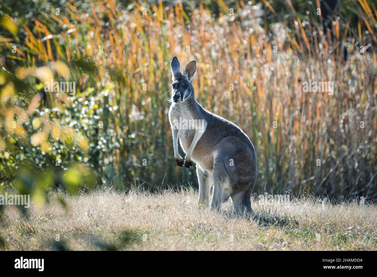 Kangaroo standing in the zoo. Kansas, Missouri, USA Stock Photo Alamy