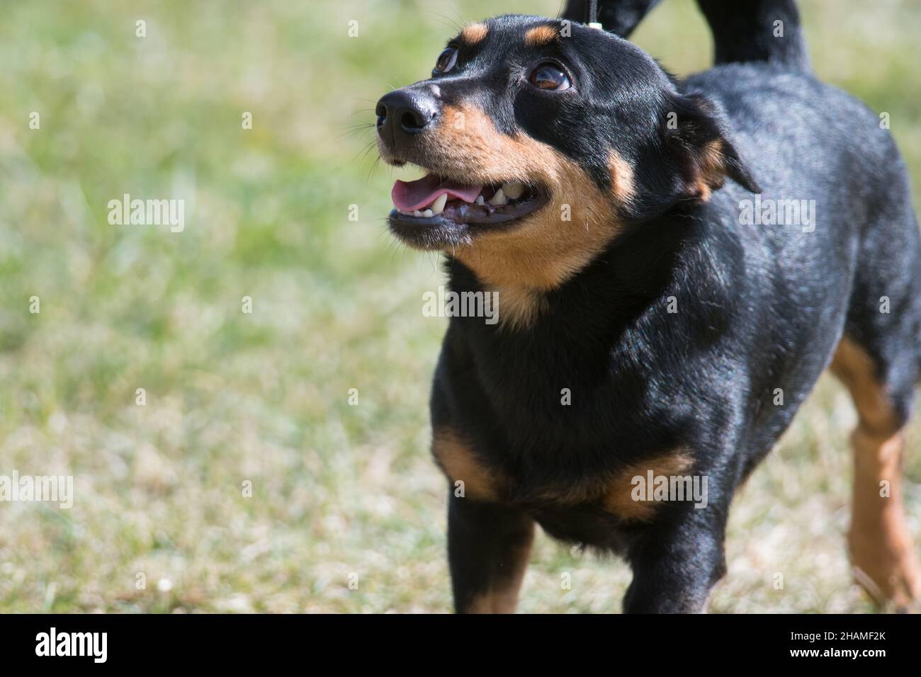 Lancashire Heeler looking up from dog show ring Stock Photo