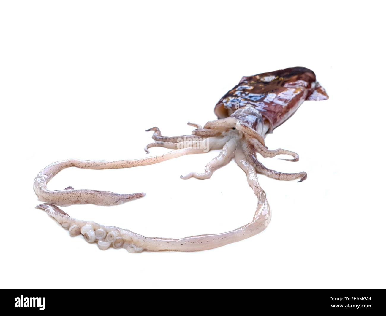 Squid octopus isolated , tentacles , sea fish animal Stock Photo
