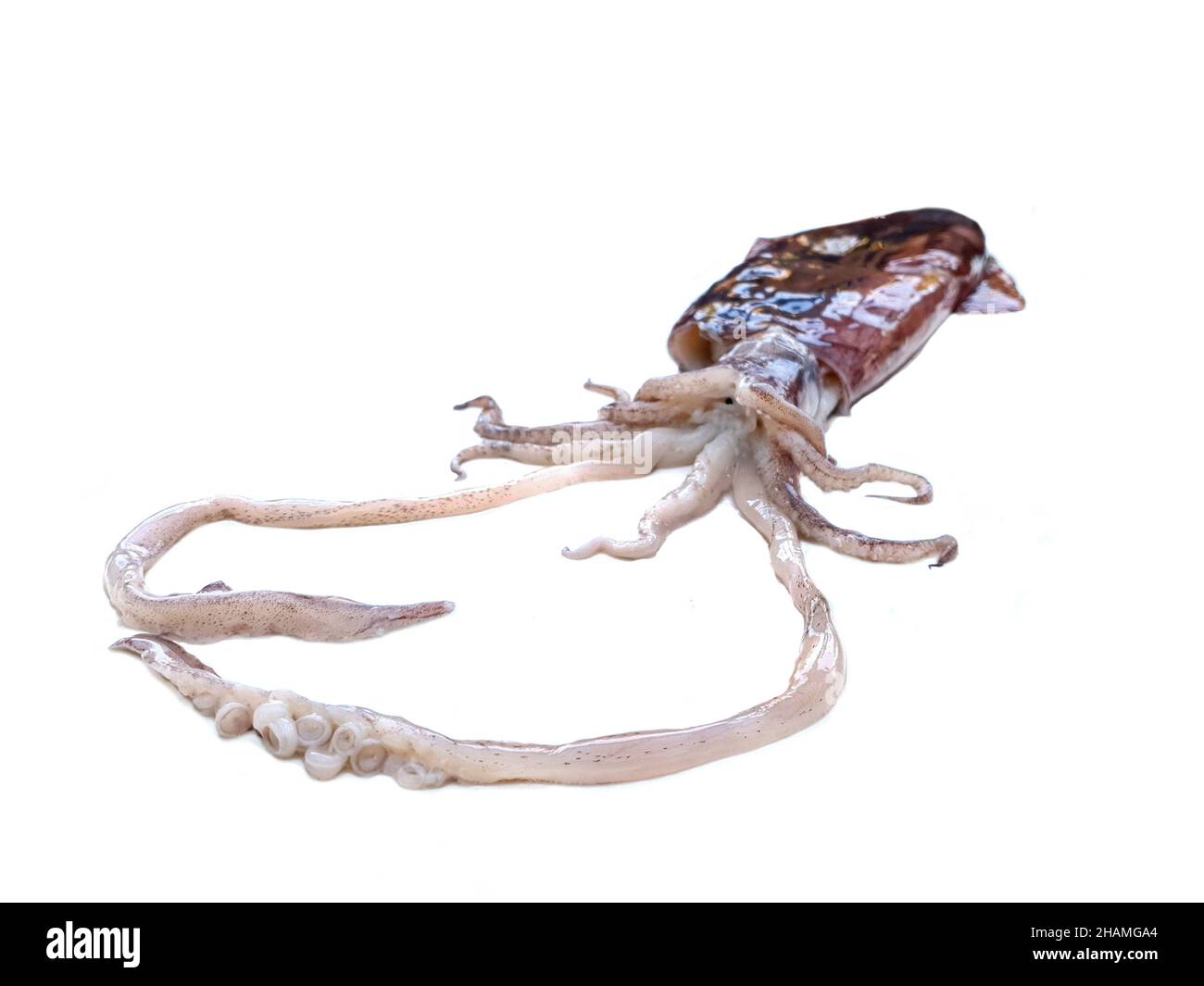 Squid octopus isolated , tentacles , sea fish animal Stock Photo - Alamy
