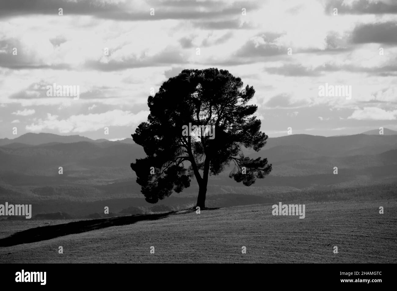 Lonely Isolated tree Stock Photo