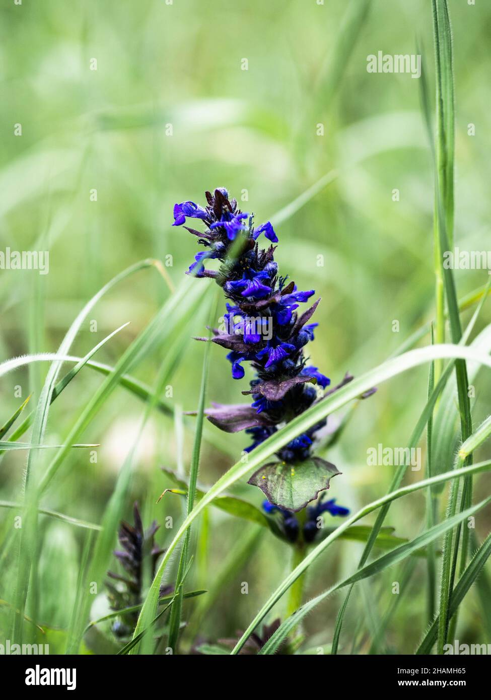 Purple wild meadow flowers in the meadow. Season forest flowers Stock ...