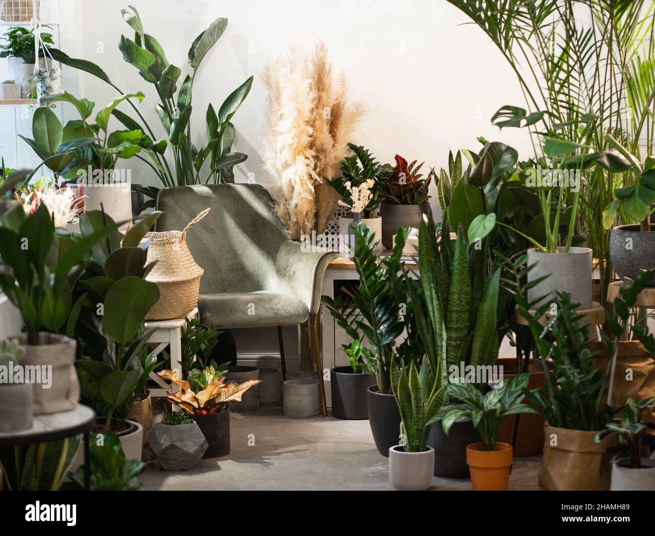 Many different houseplant and pots in flowers store. Beautiful interior with various plants, dried flowers and green armchair. Stock Photo