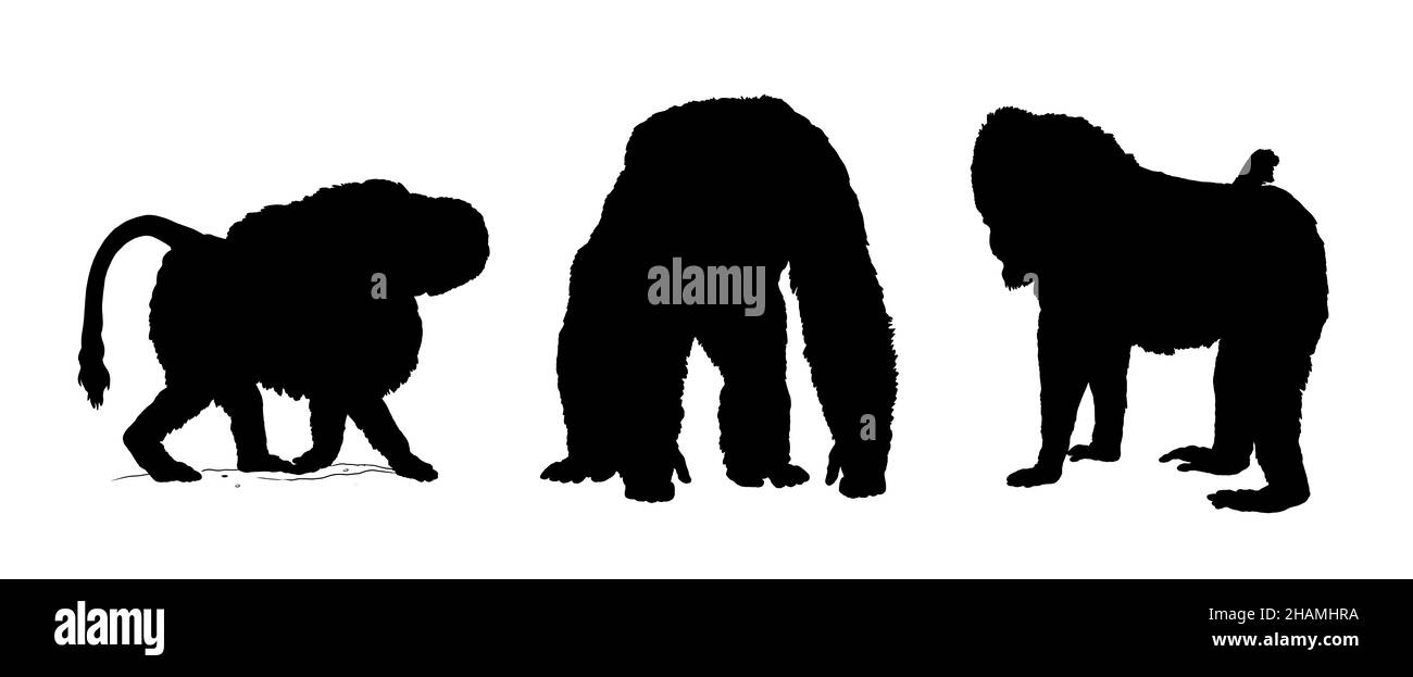 The hamadryas baboon, chimpanzee and mandrill illustration. Silhouette of big apes. Stock Photo