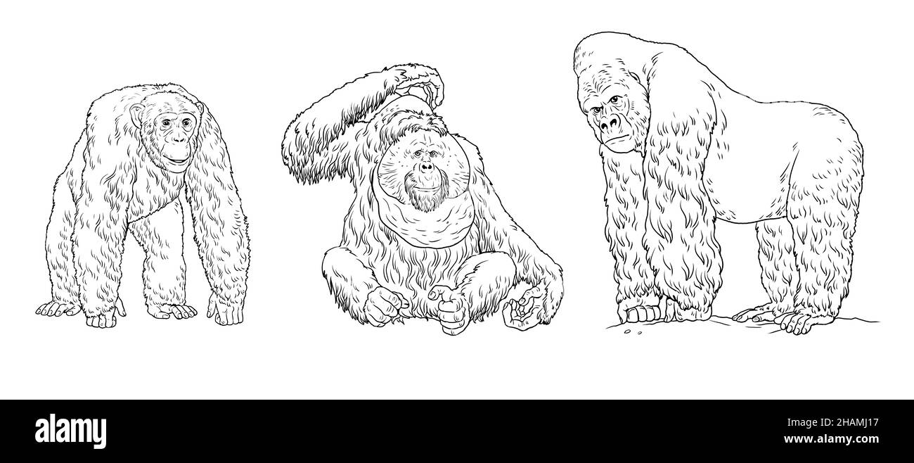 Gorilla, orangutan, chimpanzee illustration. Big apes for coloring book. Stock Photo
